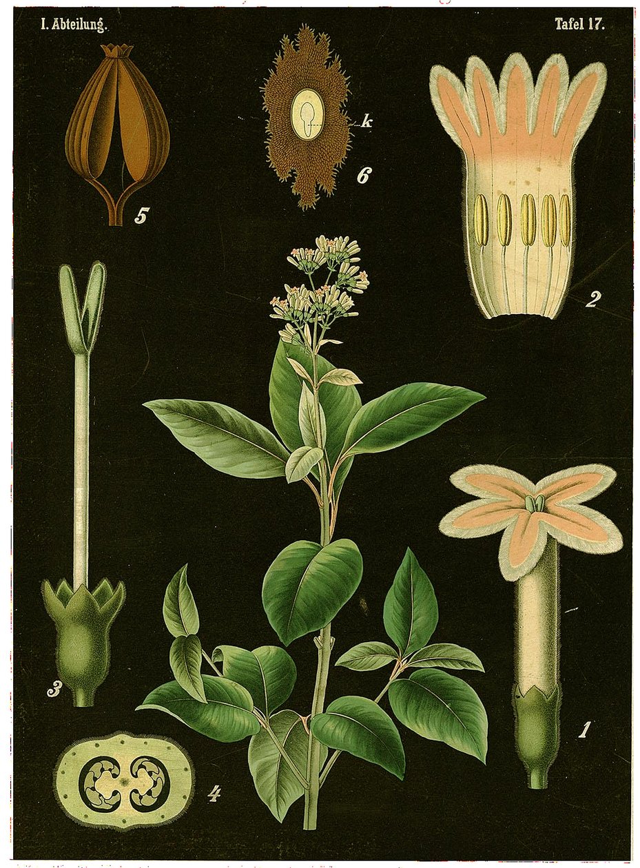 Quinine Tree (Cinchona Calisaya) ca. 1890 (kromolitografi) av German School