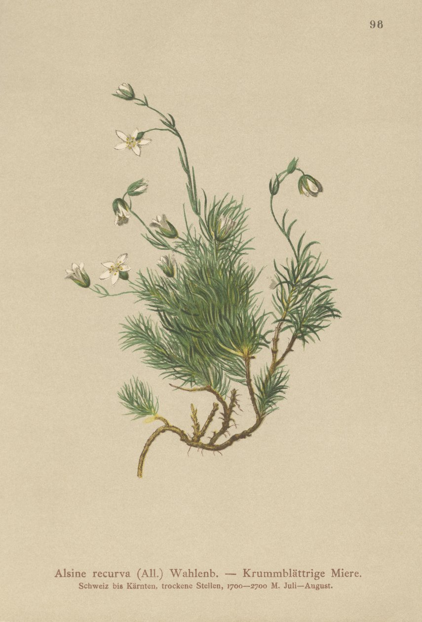 Rekurvet sandurt (Alsine recurva, Minuartia recurva) av German School