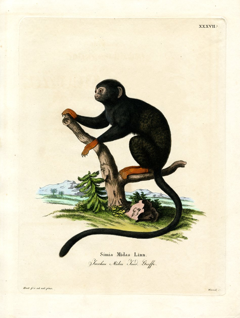 Red-handed Tamarin (farget gravering) av German School