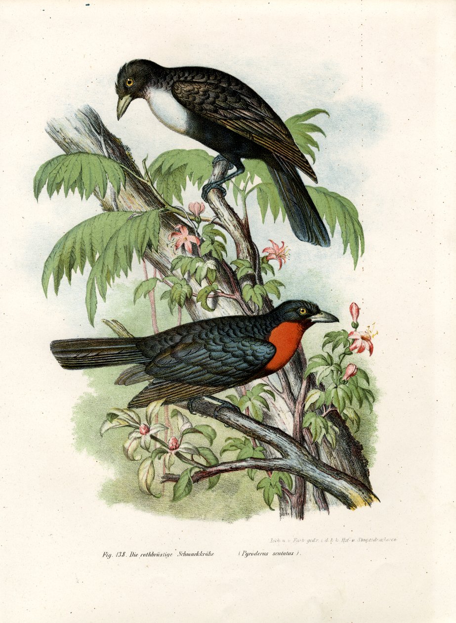 Rød-ruffet fruktkråke, 1864 av German School