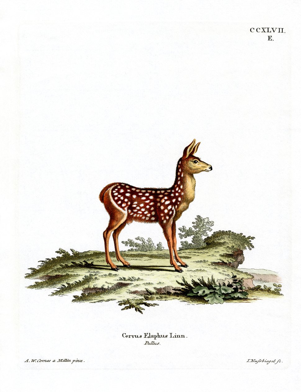 Red Deer Fawn (farget gravering) av German School