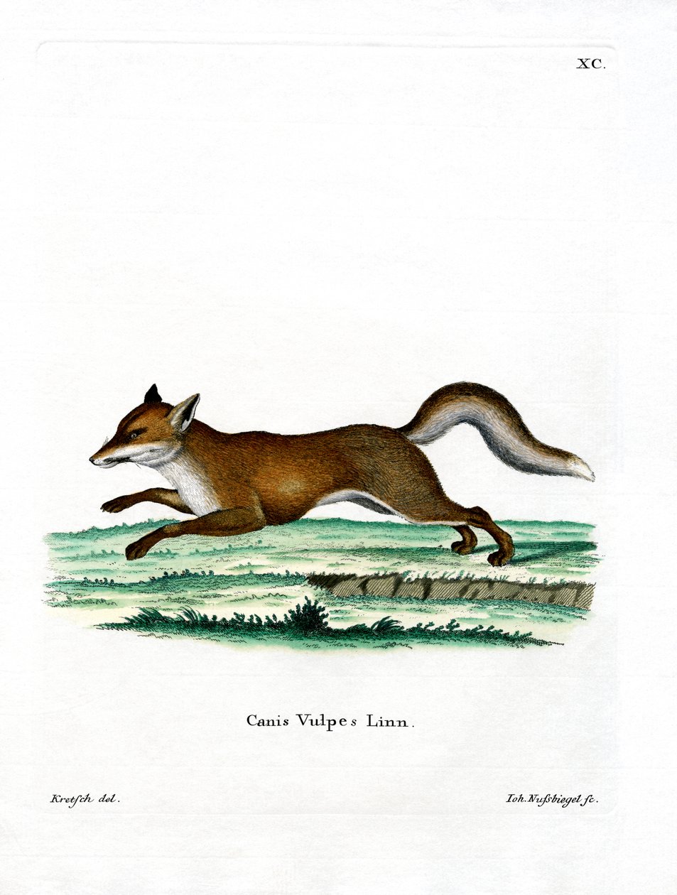 Red Fox (farget gravering) av German School