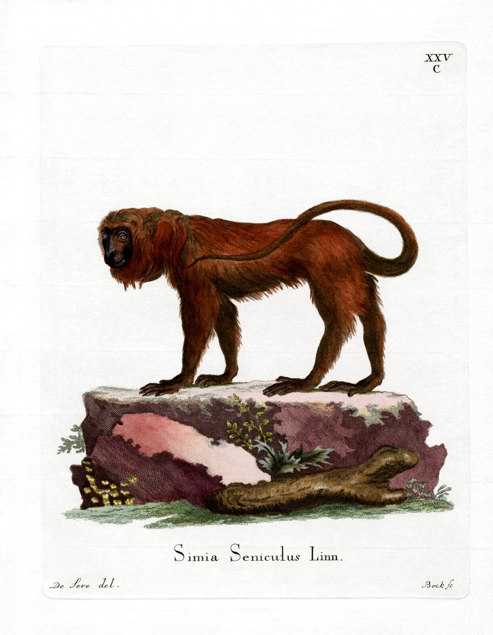 Red Howler (farget gravering) av German School
