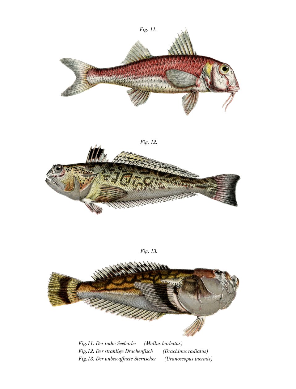 Red Mullet (farge litho) av German School