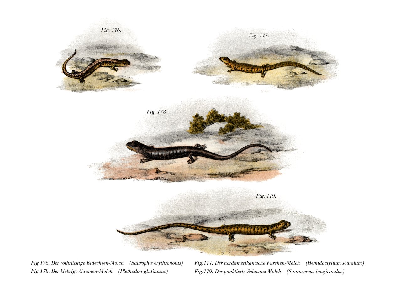 Redback Salamander (farge litho) av German School