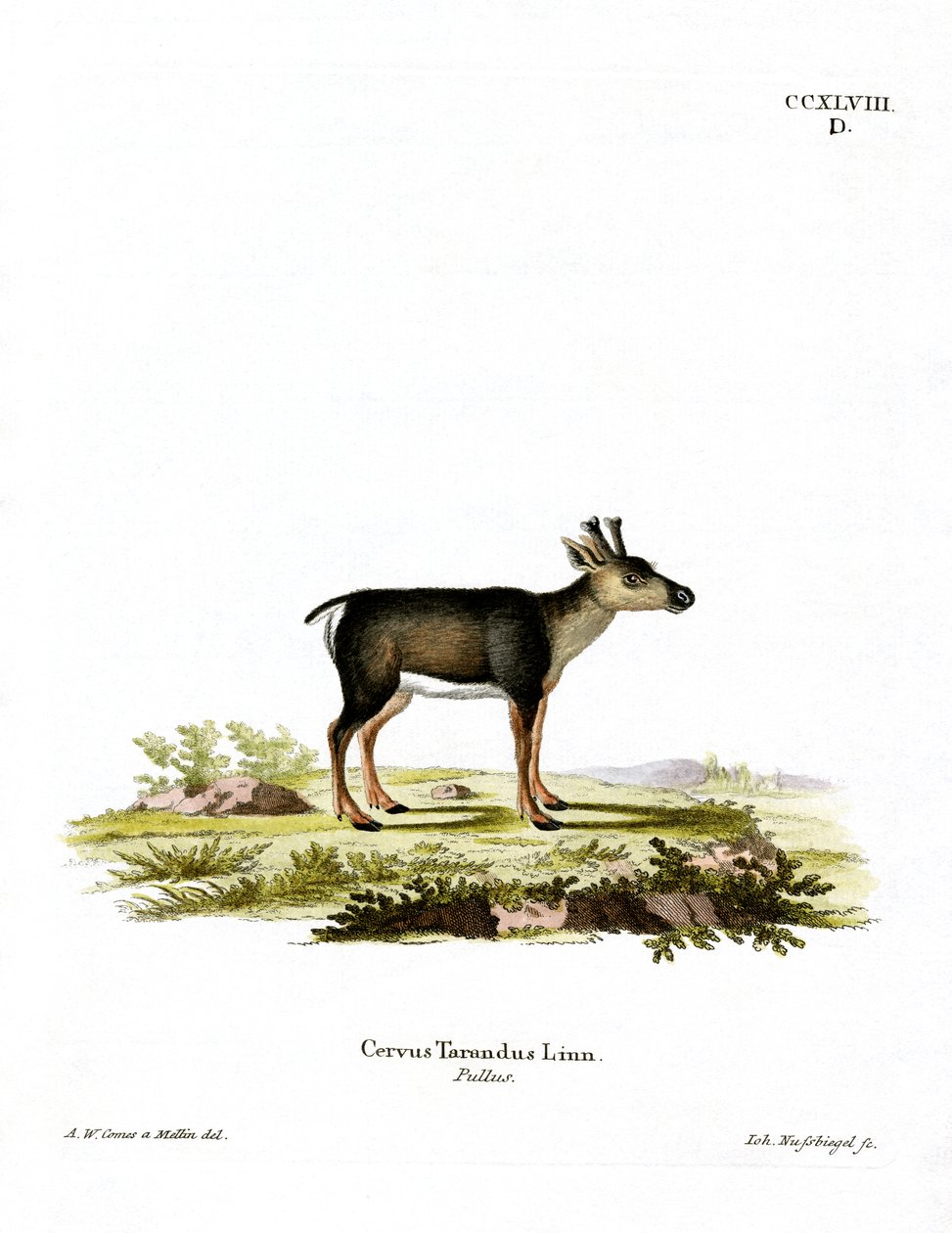Reindeer Fawn (farget gravering) av German School