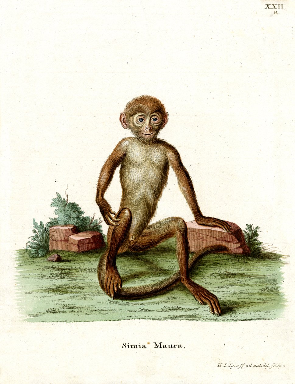 Rhesus Macaque (farget gravering) av German School