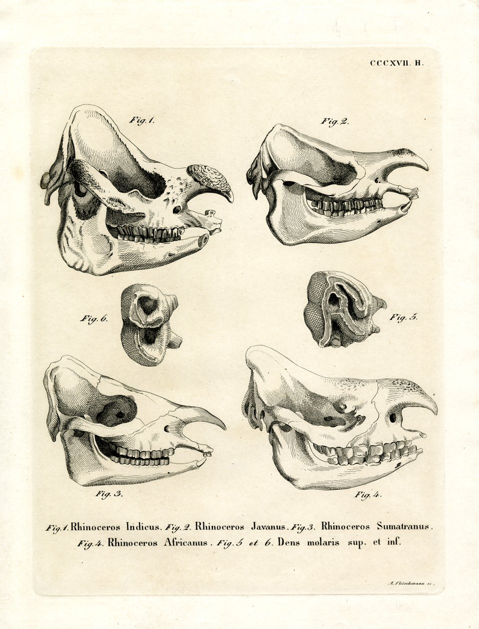 Rhino Skulls (farget gravering) av German School