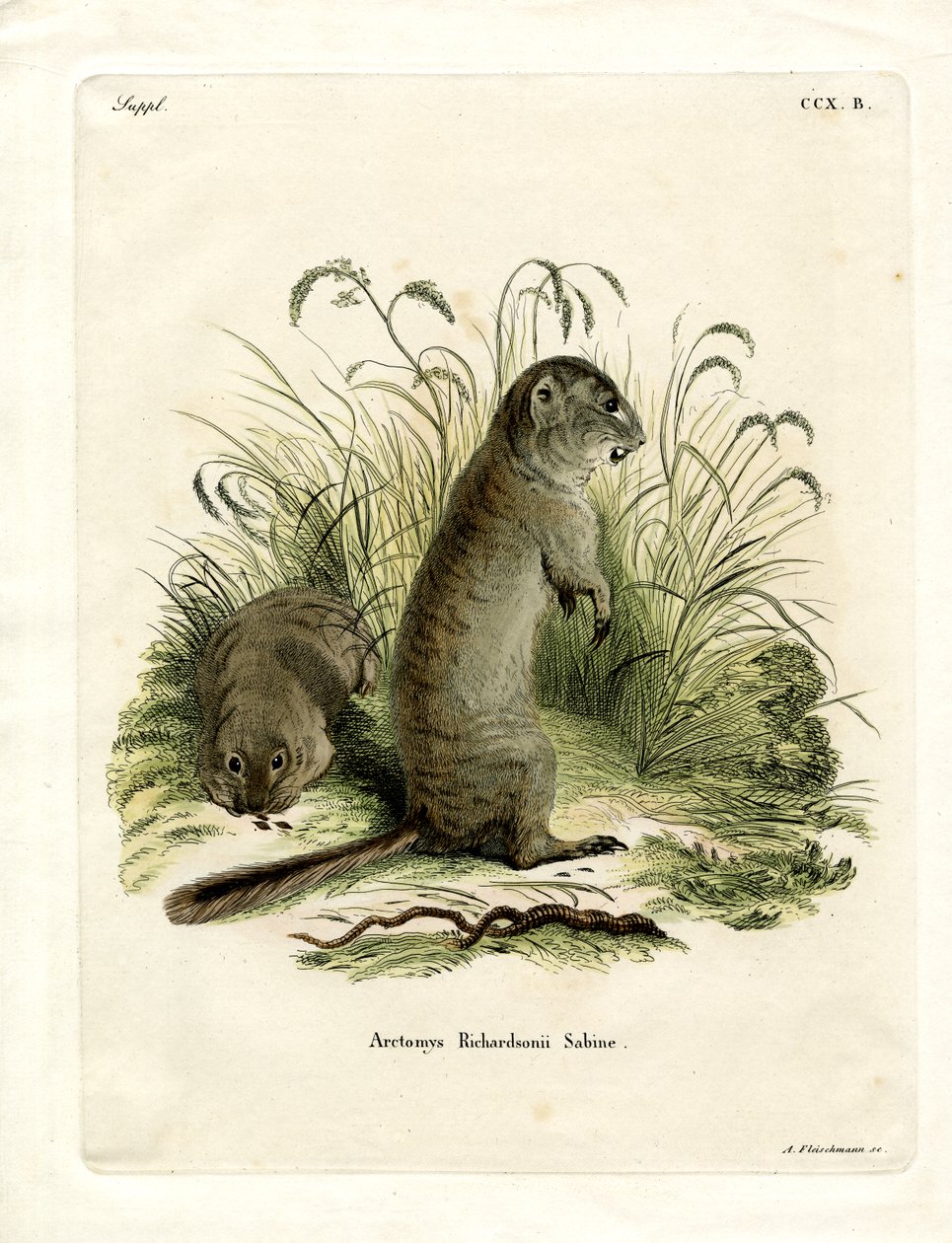 Richardson