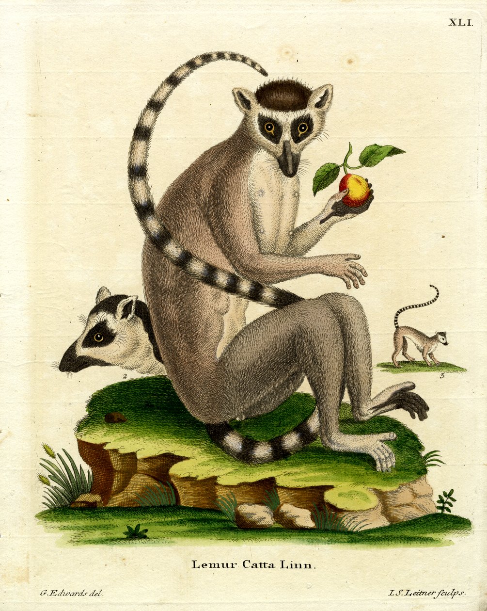 Ringhalelemur (farget gravering) av German School