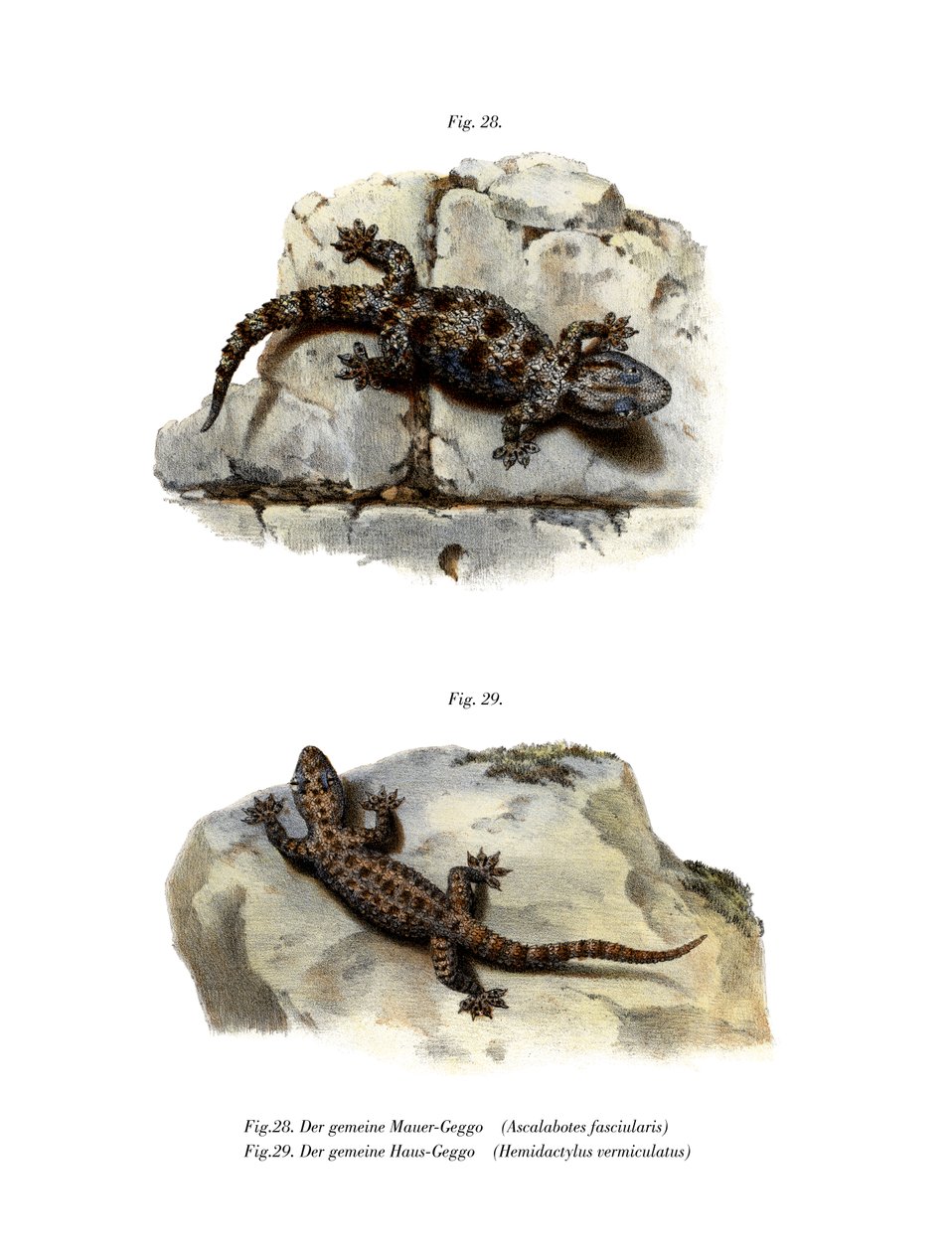 Ringed Wall Gecko (farge litho) av German School