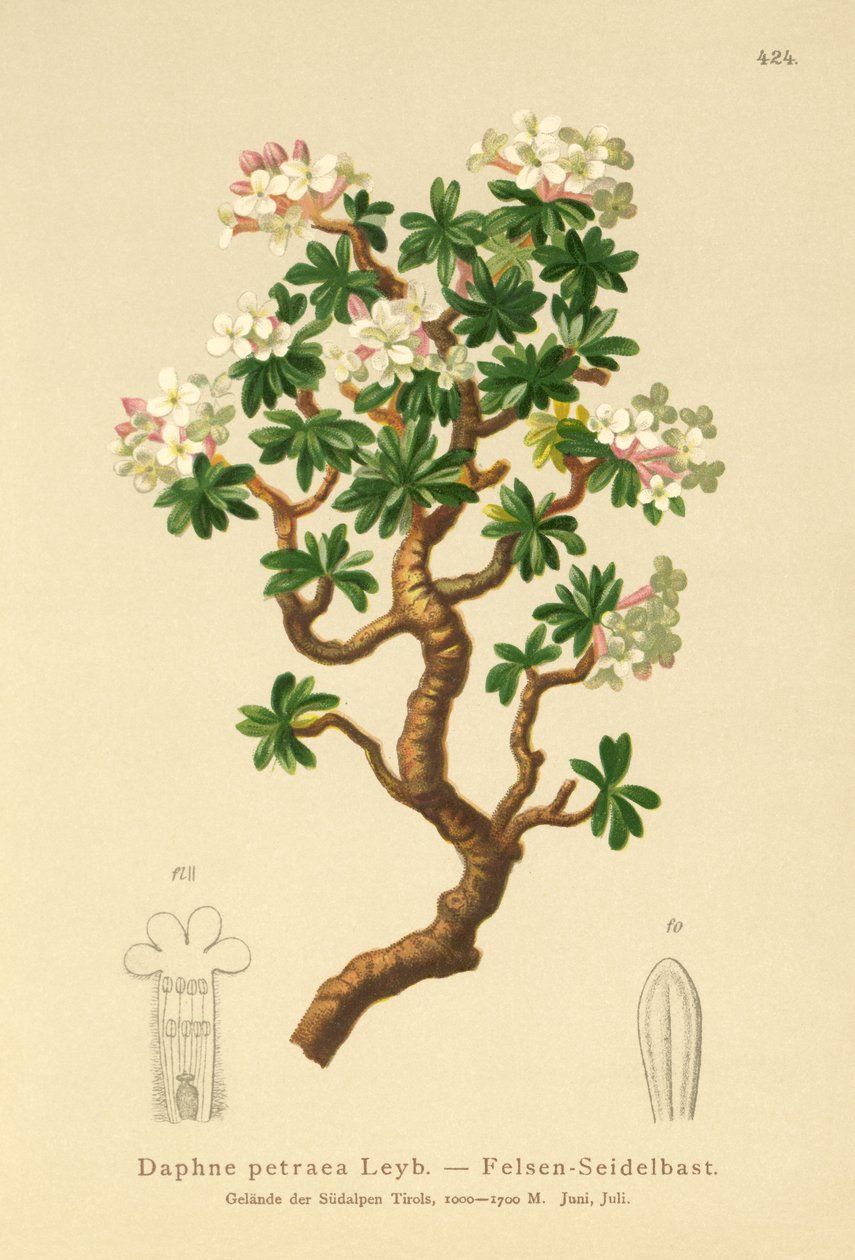 Rock Daphne (Daphne petraea, Daphne rupestris) av German School