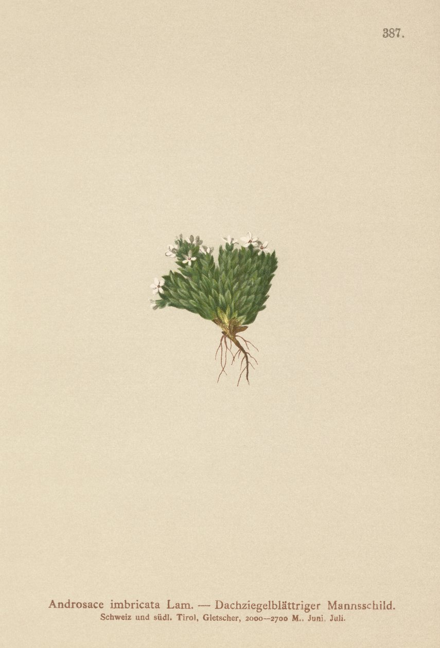 Rock Jasmine (Androsace imbricata, Aretia imbricata) av German School