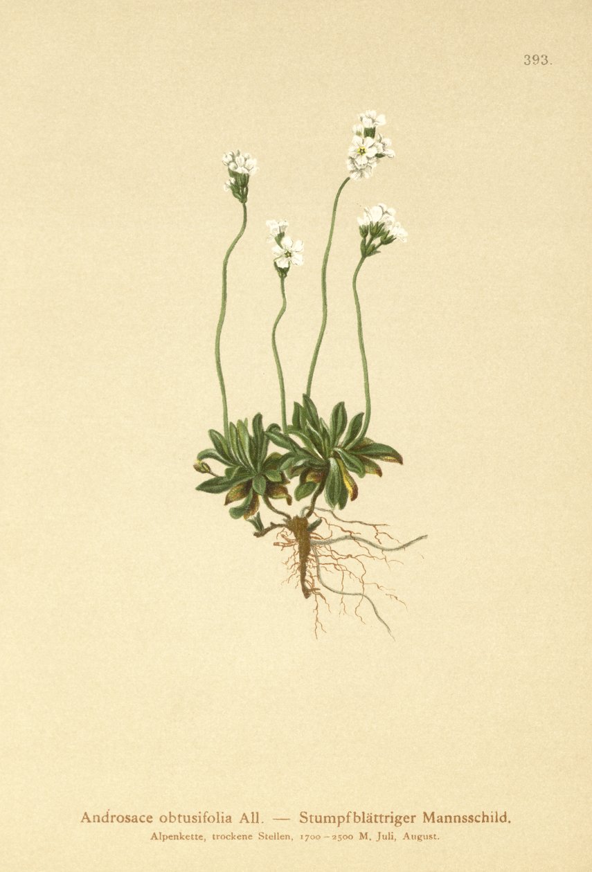 Rock Jasmine (Androsace obtusifolia) av German School