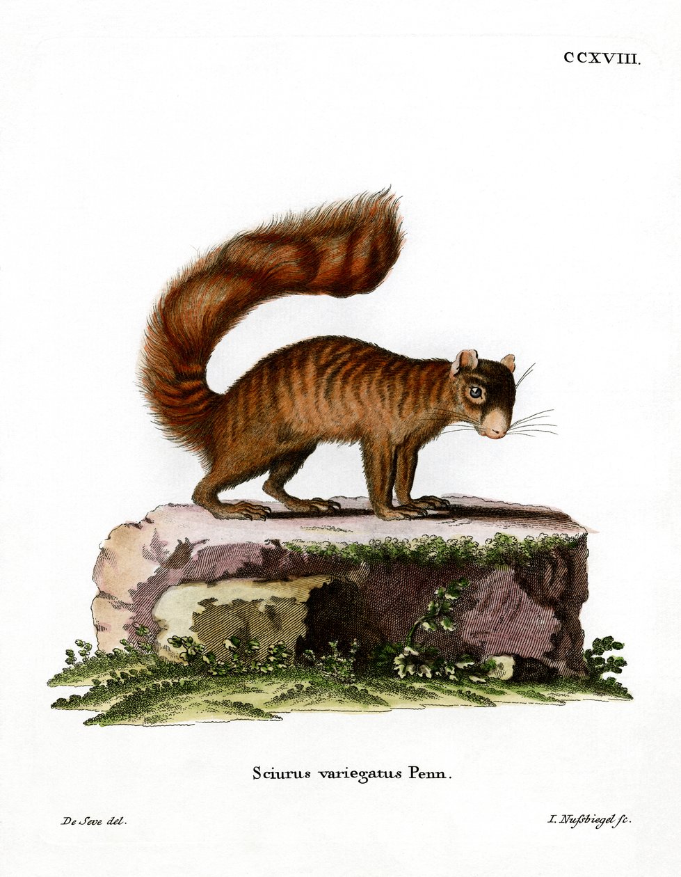 Rock Squirrel (farget gravering) av German School