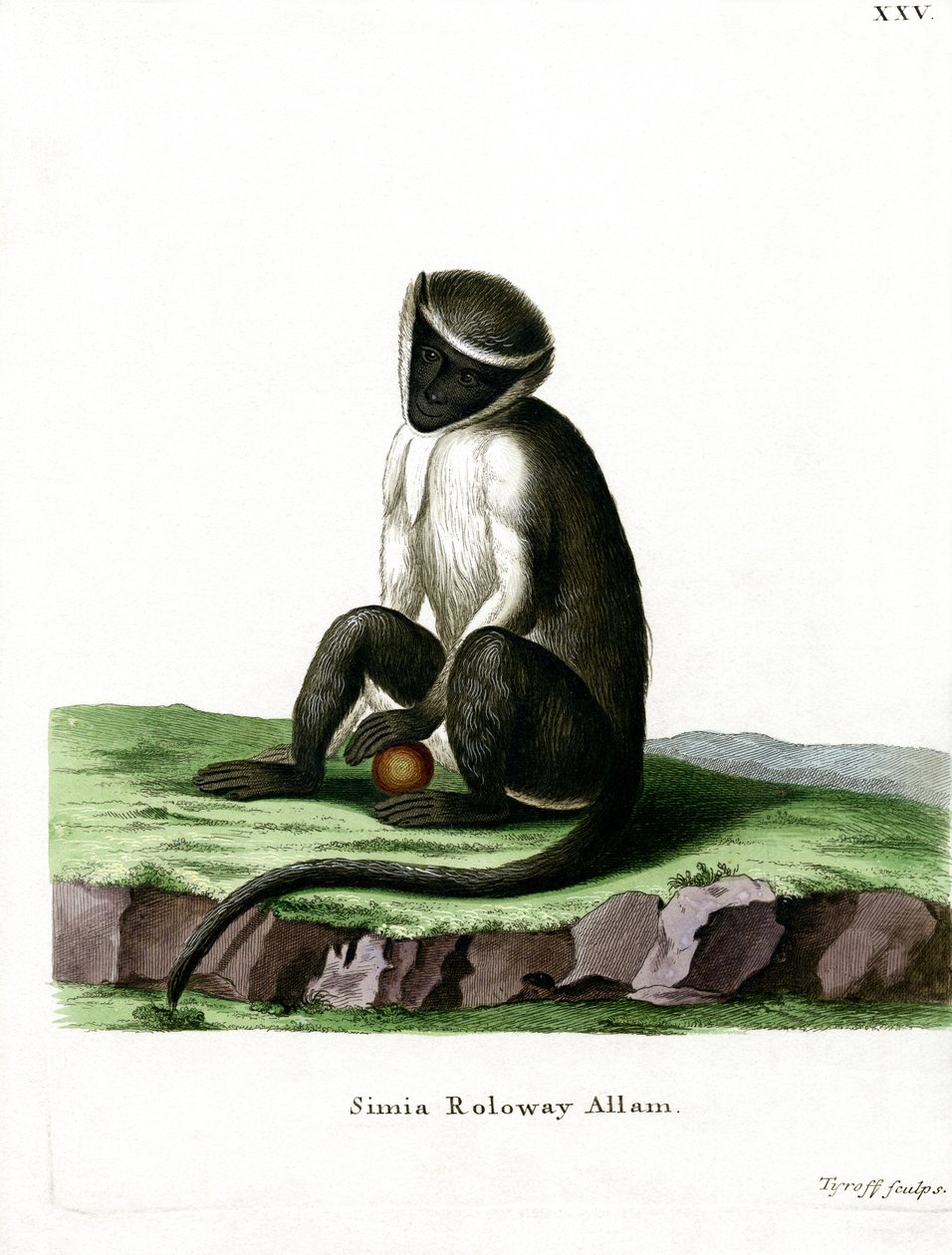 Roloway Guenon (farget gravering) av German School
