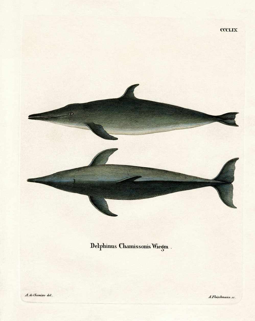 Rutann delfin (farget gravering) av German School