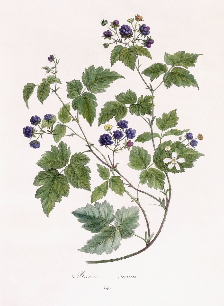Rubus caesius av German School