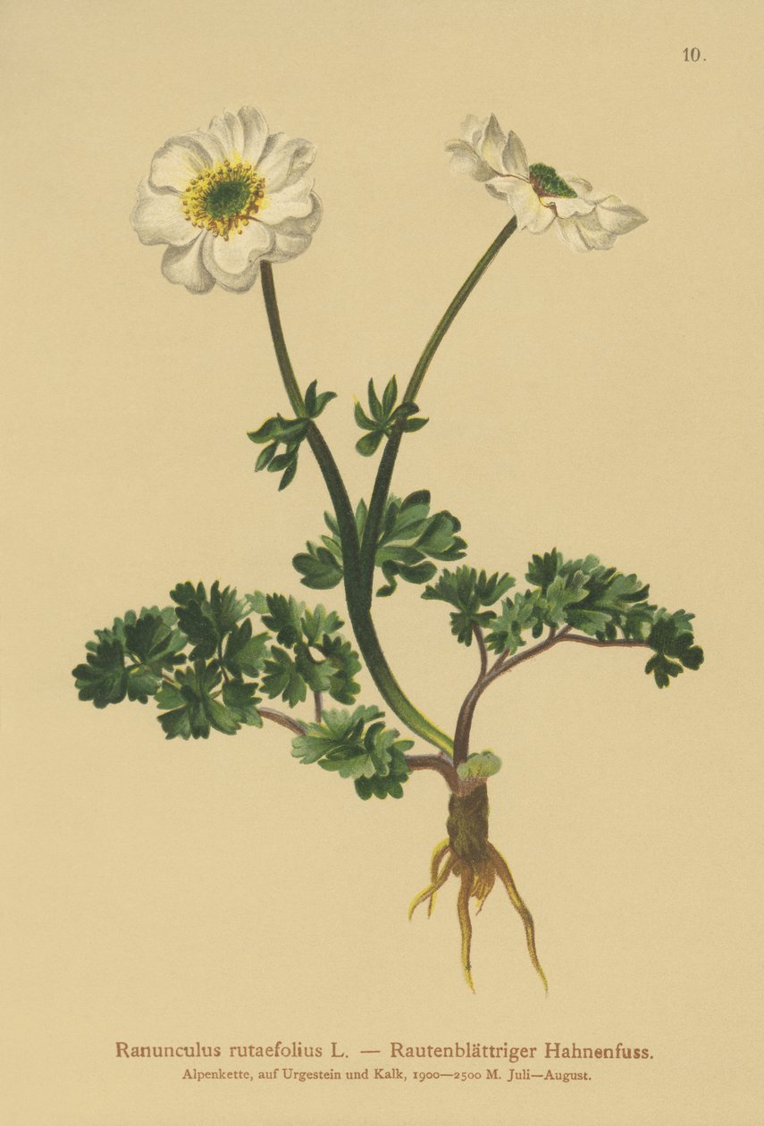 Rue leaved Crowfoot (Ranunculus rutaefolius) av German School