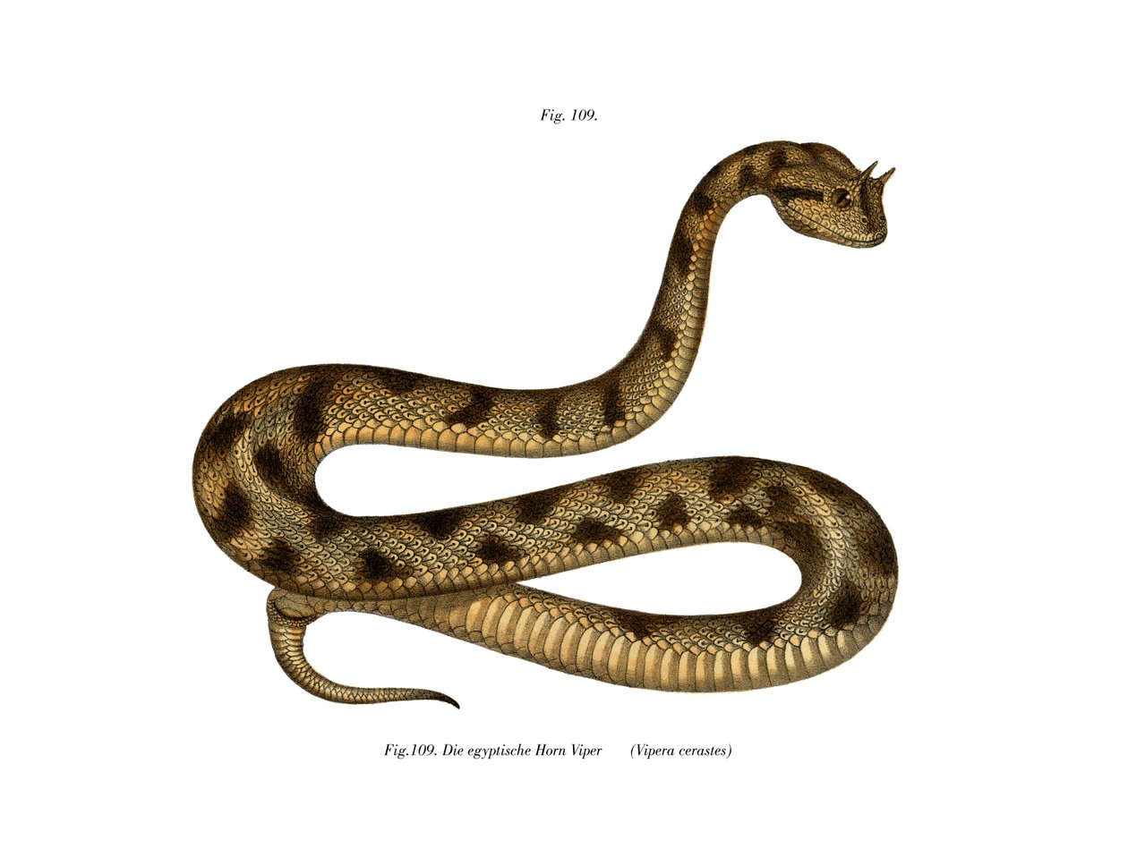 Sahara Sand Viper (farge litho) av German School