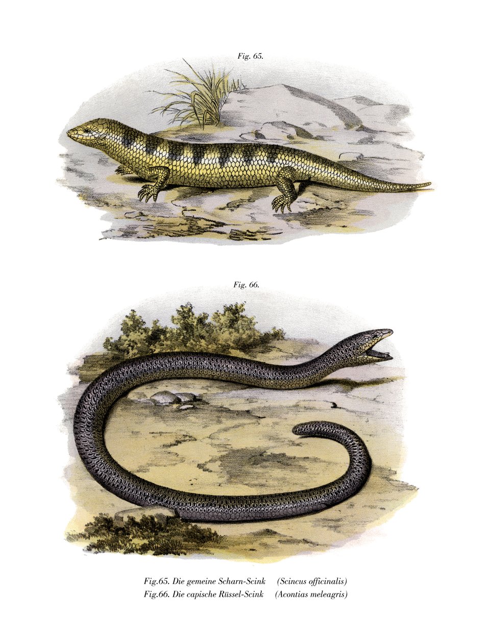 Sandfish Skink (farge litho) av German School