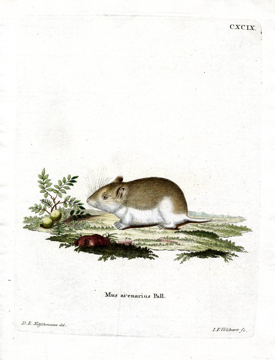 Sandy Mole Rat (farget gravering) av German School