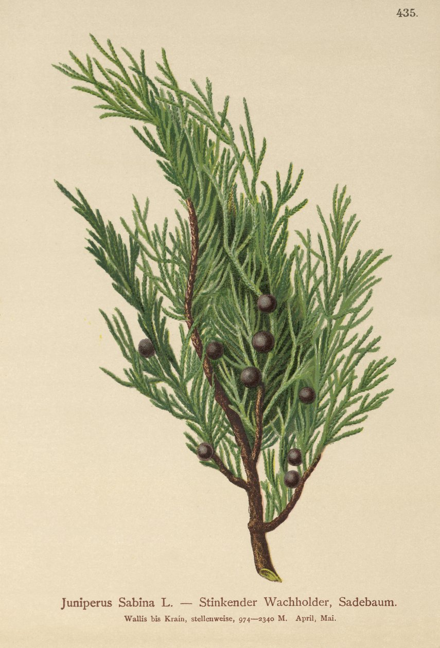 Savin Juniper (Juniperus Sabina) av German School