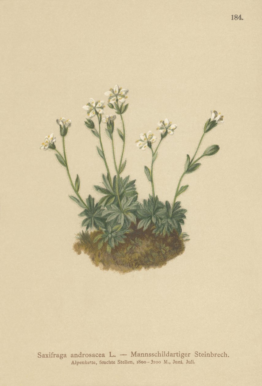 Scree Saxifrage (Saxifraga androsacea) av German School
