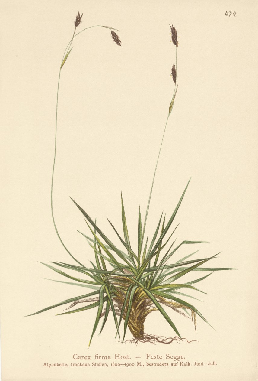 Sedge (Carex firma) av German School