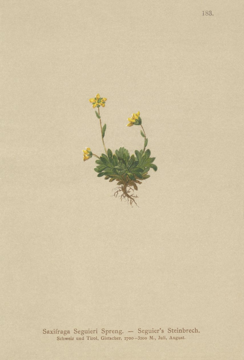 Seguieris Saxifrage (Saxifraga Seguieri) av German School