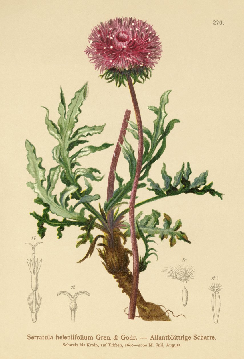 Serratula (Serratula heleniifolium) av German School