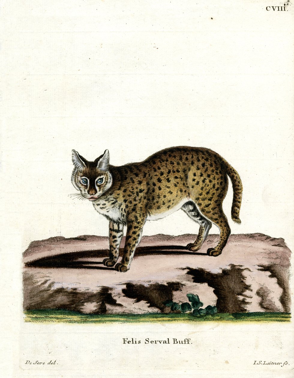 Serval (farget gravering) av German School