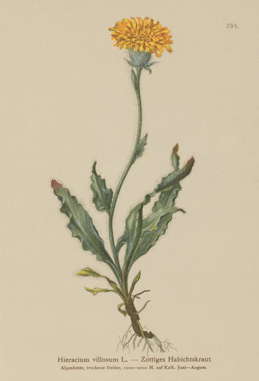 Shaggy Hawkweed (Hieracium villosum) av German School