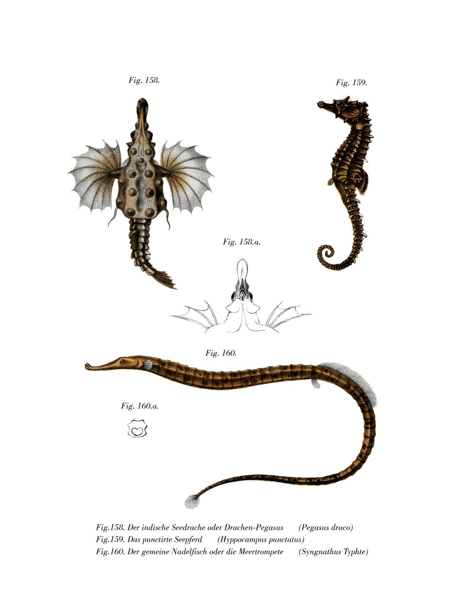 Kort Dragonfish (farge litho) av German School