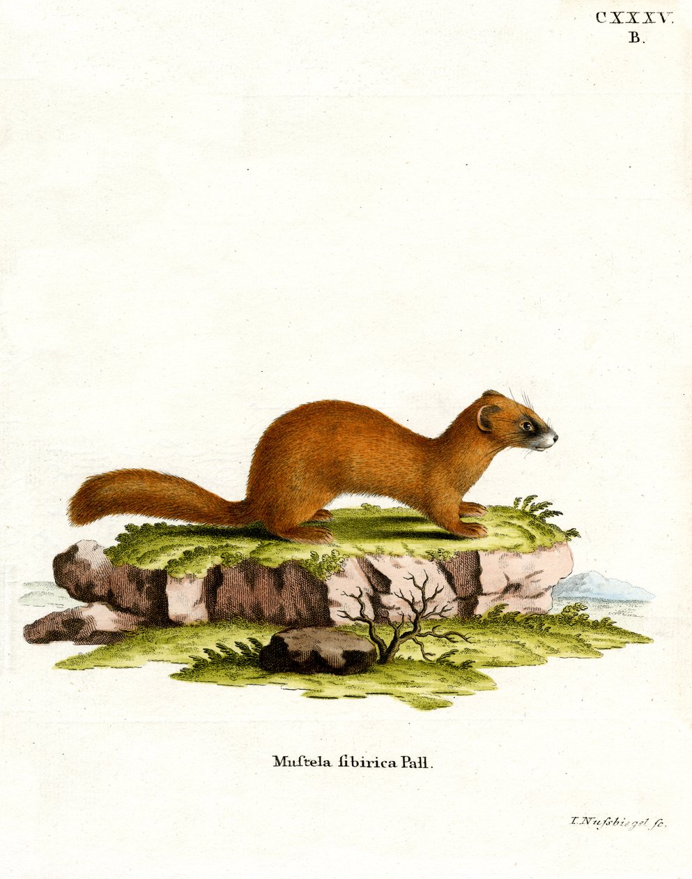 Siberian Weasel (farget gravering) av German School