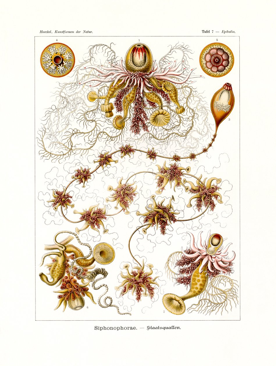 Siphonophorae, 1899-1904 av German School