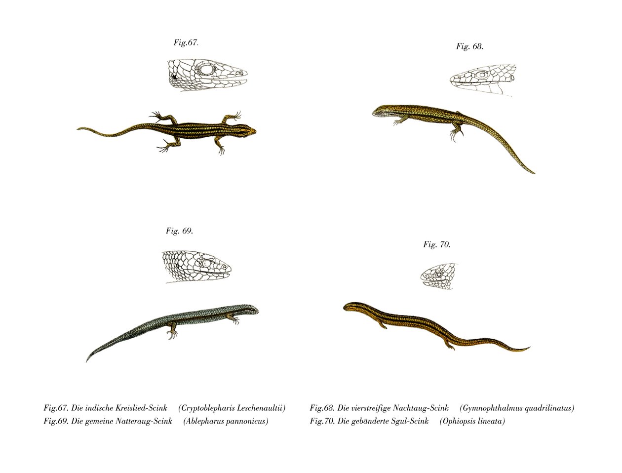 Skink (farge litho) av German School