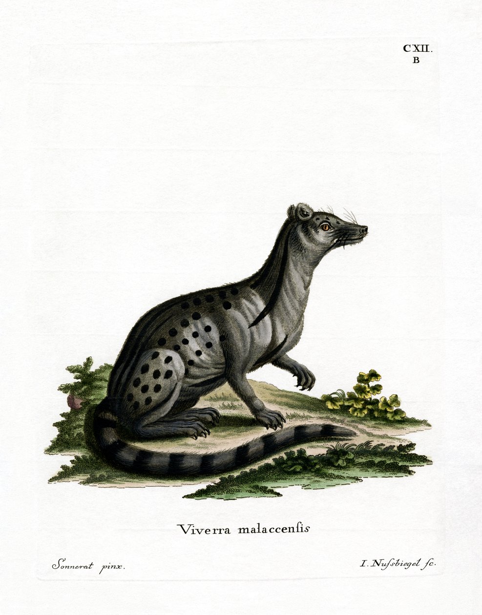 Liten indisk civet (farget gravering) av German School