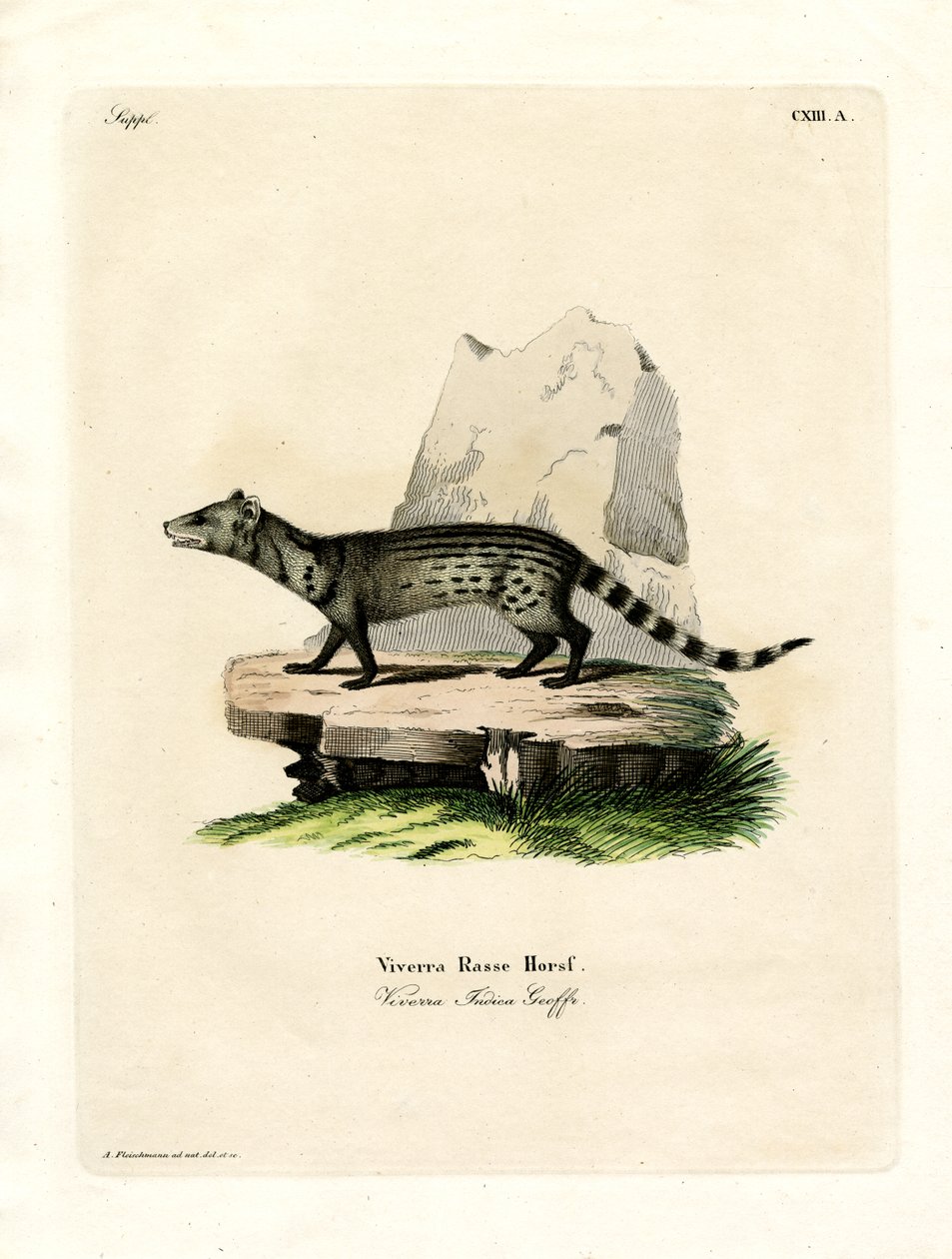 Liten indisk civet (farget gravering) av German School