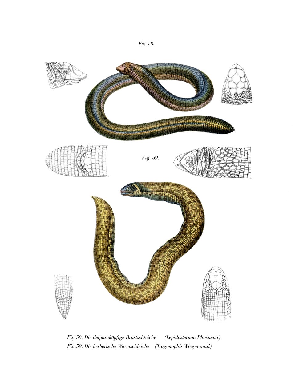 Smallhead Worm Lizard (farge litho) av German School
