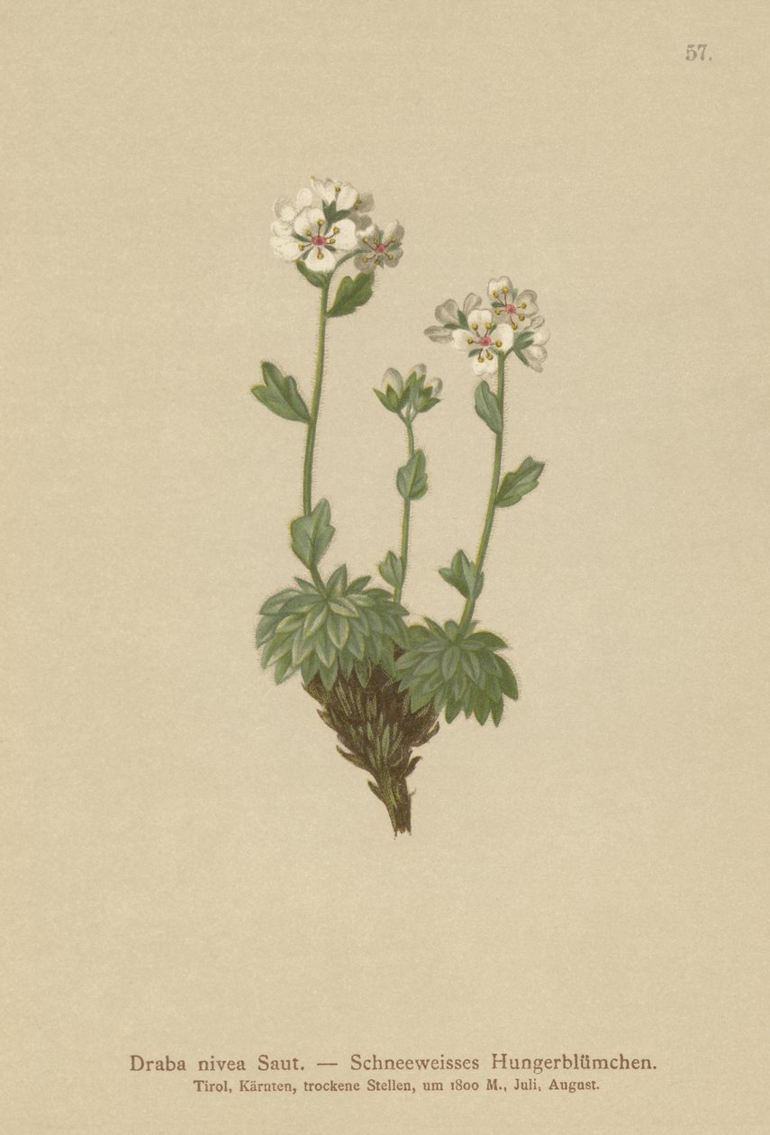 Snøhvit Whitlow-gress (Draba nivea) av German School