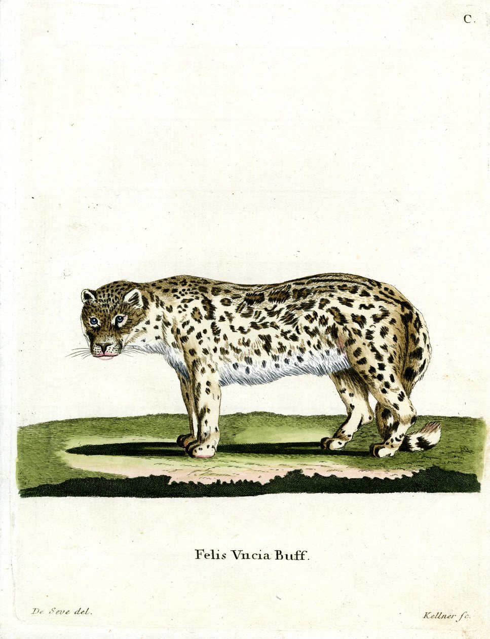 Snow Leopard (farget gravering) av German School