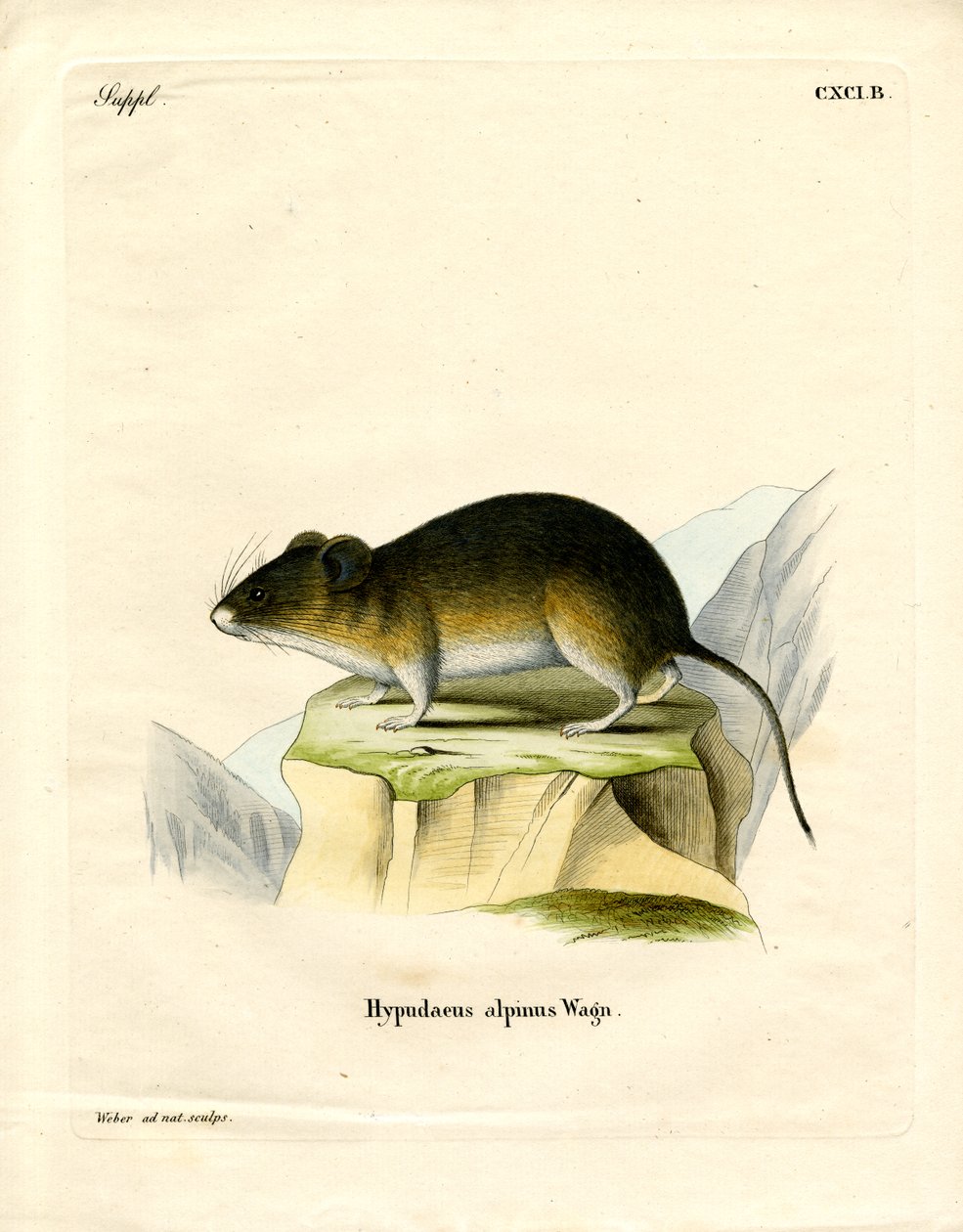 Snow Vole (farget gravering) av German School
