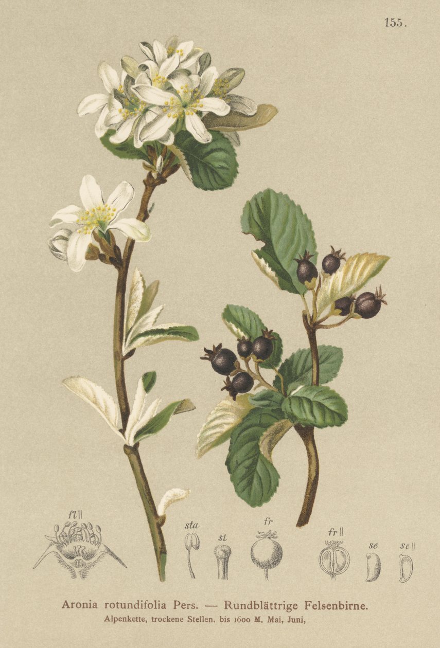 Snøhvit Mespilus (Aronia rotundifolia, Amelanchier ovalis) av German School