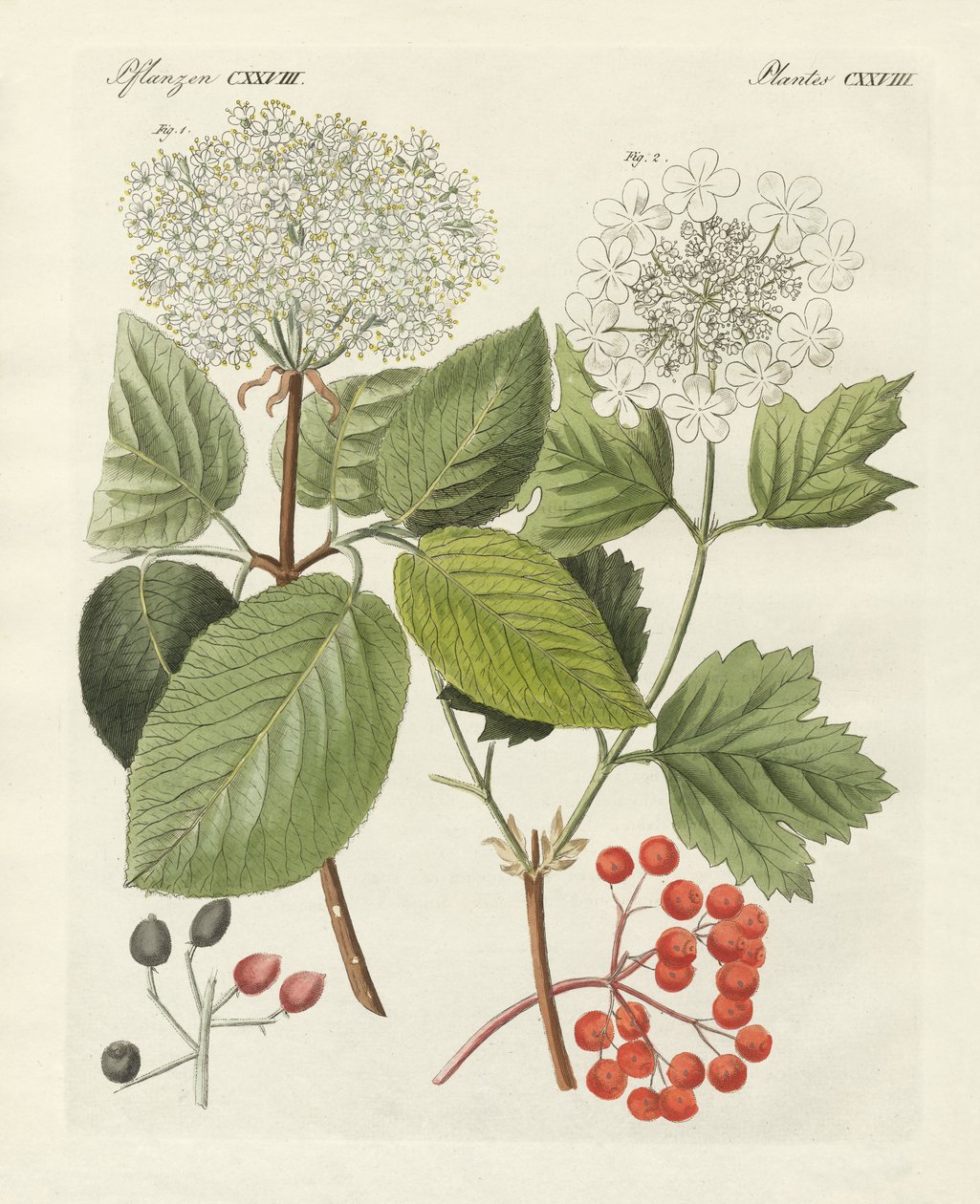 Noen typer gyldenrose (farget gravering) av German School