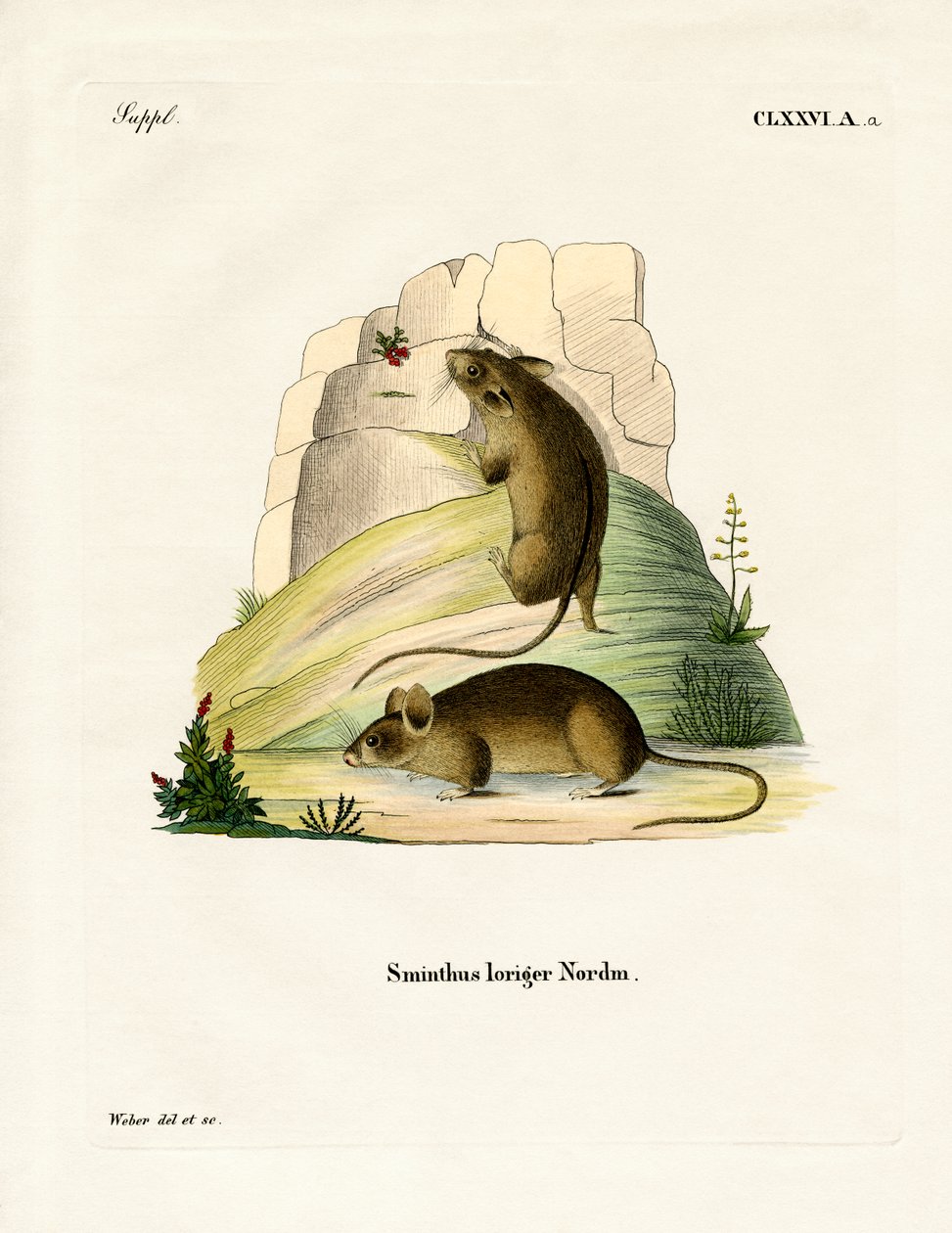 Southern Birch Mouse (farget gravering) av German School