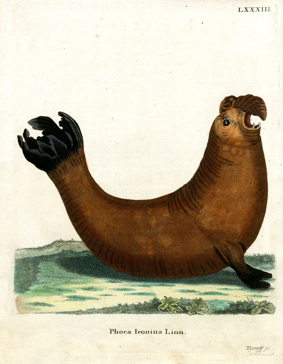 Southern Elephant Seal (farget gravering) av German School
