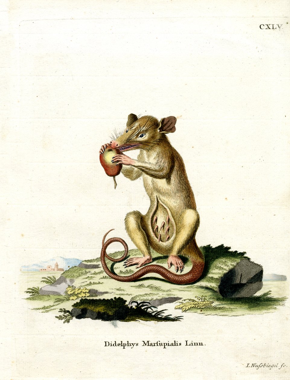 Southern Opossum (farget gravering) av German School