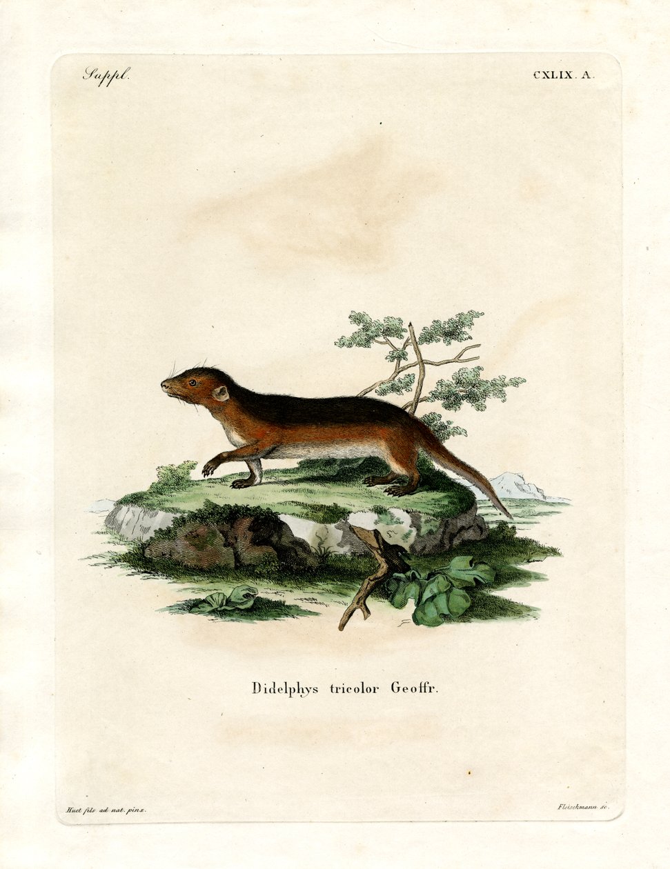 Southern Red-sided Opossum (farget gravering) av German School