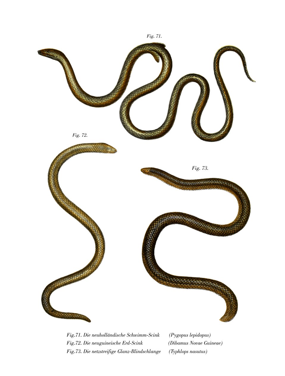 Southern Scaly Foot (farge litho) av German School